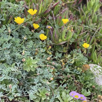 Simply Succulent - Nurseries & Gardening Near Me - Fort Bragg, California