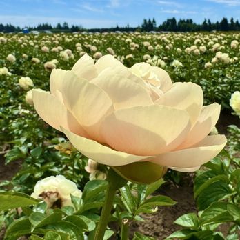 Adelman Peony Gardens - Nurseries & Gardening Near Me - Salem, Oregon
