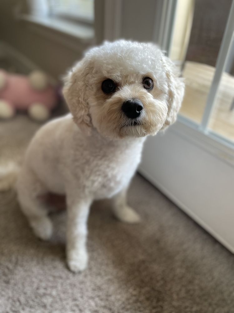 BARK AVENUE GROOMING AND BOUTIQUE 393 E Main St, Hendersonville