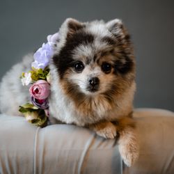 Unleashed with Love