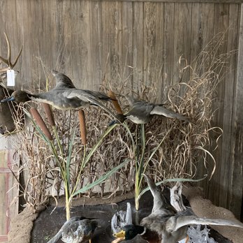 Hicks Taxidermy - Taxidermy Near Me - Paducah, Kentucky Hicks Taxidermy - Taxidermy Near Me - Paducah, Kentucky