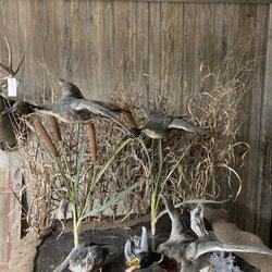 Hicks Taxidermy