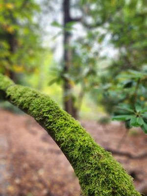 Washington Park Arboretum by null