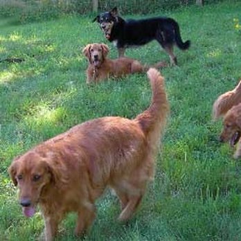 Dog Works Ranch - Pet Sitting Near Me - Monroe, Washington Dog Works Ranch - Pet Sitting Near Me - Monroe, Washington