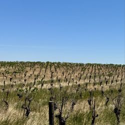 Steinbeck Vineyards & Winery