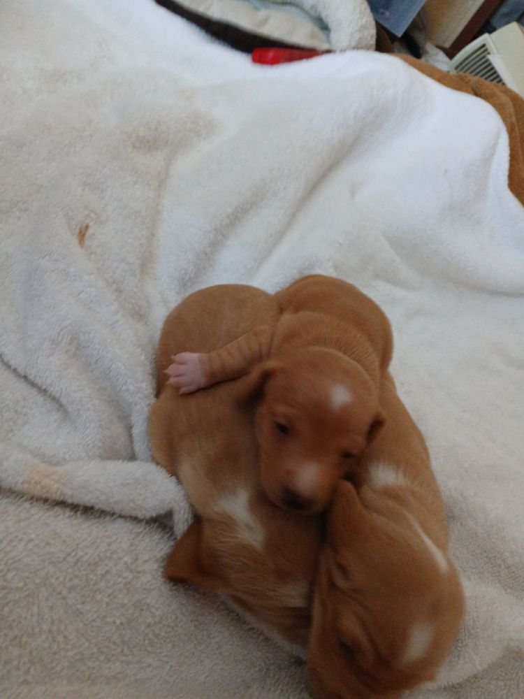 Miniature Dachshund - pet boarding facility in Fountain, CO