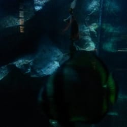 SeaQuarium