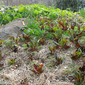 Foothill Organic Growers - a rock in the middle of a garden - Fruits & Veggies Near Me - Newcastle, California