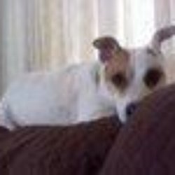 Covina Trading Post - Benny? Are you on my new couch? How can you get mad at this little guy? But..a $1000. gone