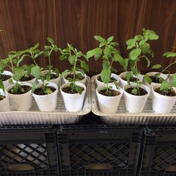 Desi India Bazaar - Tulsi plants available in summer time.