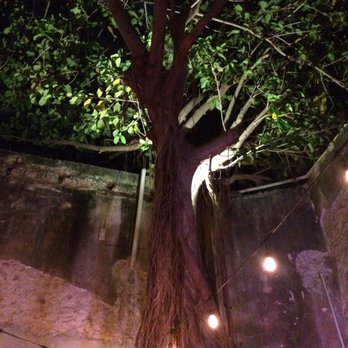 Hermana República - Tree in Interior courtyard - Mexican Near Me - Mérida, YUC