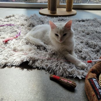 Catfe - Cafes Near Me - Vancouver, British Columbia Catfe - Cafes Near Me - Vancouver, British Columbia
