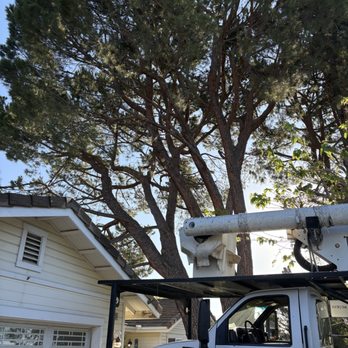 JBS Tree Care - Huge, two trunked pine, over the house. - Tree Services Near Me - Pomona, California
