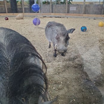 The Creature Conservancy - Warthog - Community Service/Non-Profit Near Me - Ann Arbor, Michigan