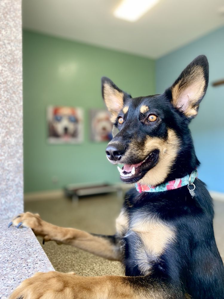 Paws Stay and Play - pet boarding facility in Santa Clarita, CA