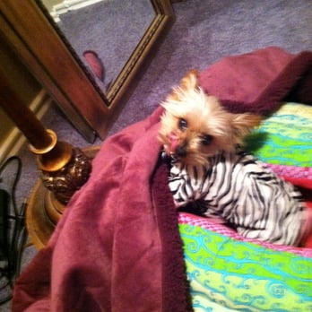 Bark Avenue - Jazzy going to bed in her jammies. - Pet Groomers Near Me - Cedar Park, Texas
