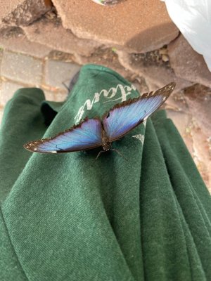 The Original Mackinac Island Butterfly House & Insect World by null