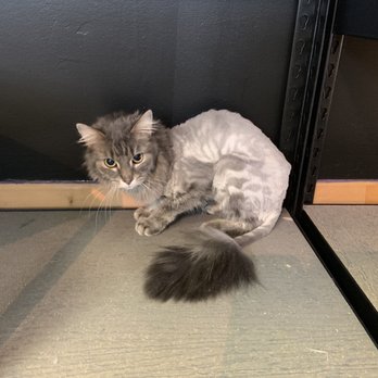 PurrSnips - Pet Groomers Near Me - Indianapolis, Indiana