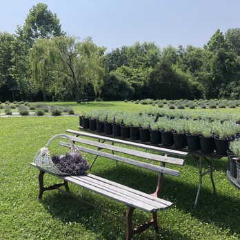 Willowfield Lavender Farm - Farms Near Me - Mooresville, Indiana
