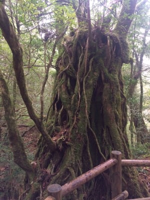 Yakusugi Land by null