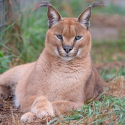 Turpentine Creek Wildlife Refuge - Zeus is  caracal. He loves spending his days outside in his playful habitat. Become a member today.