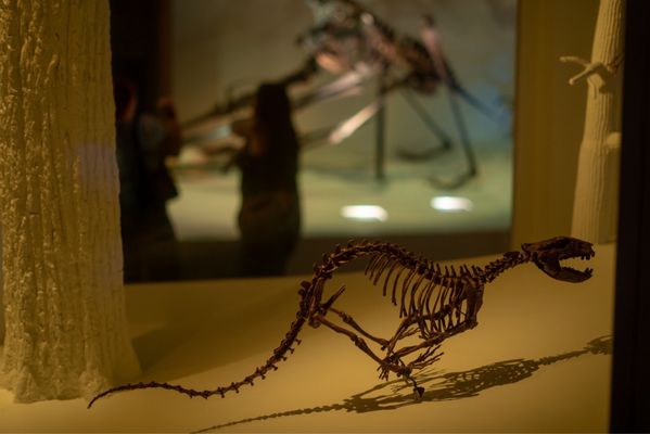 Houston Museum of Natural Science by null