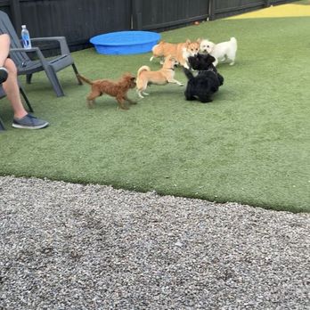 Barkology - a dog chasing a cat in a backyard - Dog Parks Near Me - Buffalo, New York Barkology - a dog chasing a cat in a backyard - Dog Parks Near Me - Buffalo, New York