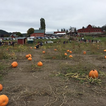 Bob's Corn & Pumpkin Farm - Pumpkin Patches Near Me - Snohomish, Washington Bob's Corn & Pumpkin Farm - Pumpkin Patches Near Me - Snohomish, Washington