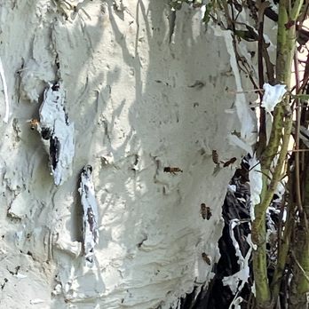 Robert White Park - Bees by a tree. Hopefully someone will come take a look. I emailed - Parks Near Me - Norwalk, California