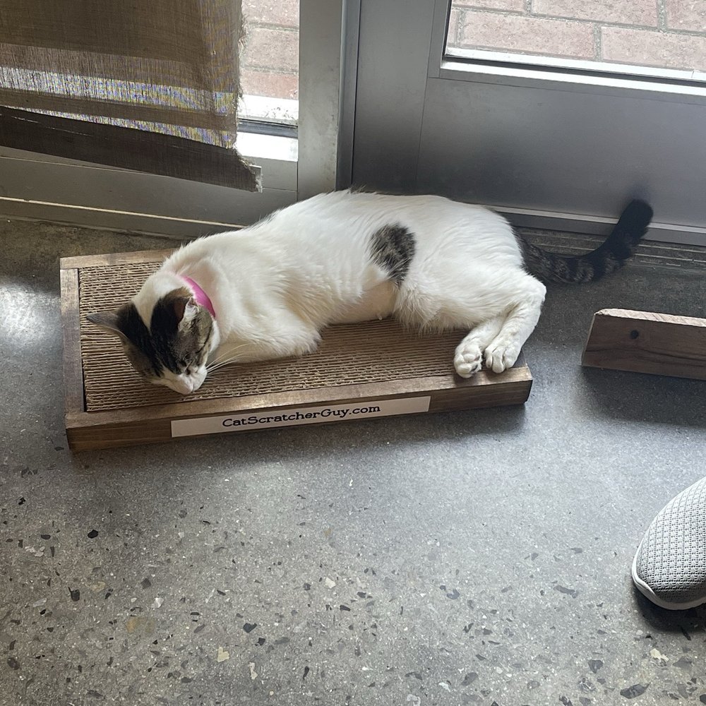 Orlando Cat Cafe - Fur baby - Animal Shelters Near Me - Clermont, Florida Orlando Cat Cafe - Fur baby - Animal Shelters Near Me - Clermont, Florida