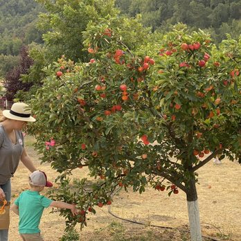 Jack Creek Farms - Apple picking - Fruits & Veggies Near Me - Templeton, California