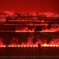 A Forest For The Trees - Fire
