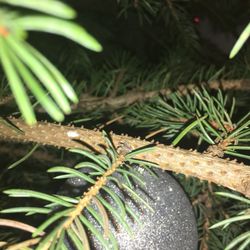 Addison Oaks Christmas Tree Farm
