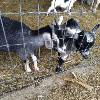 Hidden Valley Orchards - Baby goats! - Pick Your Own Farms Near Me - Lebanon, Ohio