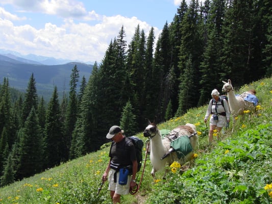 Paragon Guides by null