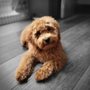 Photo of Sharp Dressed Pets Grooming 