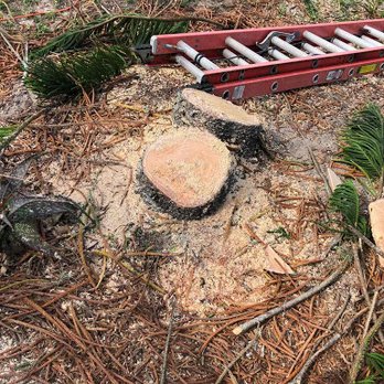 Blaisdell's Removal - a piece of tree that has been cut down - Junk Removal & Hauling Near Me - Gibsonton, Florida Blaisdell's Removal - a piece of tree that has been cut down - Junk Removal & Hauling Near Me - Gibsonton, Florida