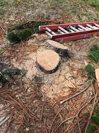 Blaisdell's Removal - tree service in Gibsonton, FL