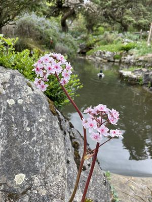 Conservatoire et Jardin botaniques de Genève by null