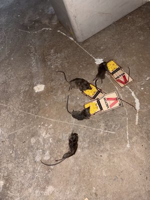 Rodent extermination - At Mice/Out Pest Control, we believe pest management means looking beyond the immediate infestation. Our approach starts with understanding what's happening, identifying entry points, and developing a solution focused on elimination, exclusion, and prevention. Contact us today and get 10% off. Rodent extermination - At Mice/Out Pest Control, we believe pest management means looking beyond the immediate infestation. Our approach starts with understanding what's happening, identifying entry points, and developing a solution focused on elimination, exclusion, and prevention. Contact us today and get 10% off.