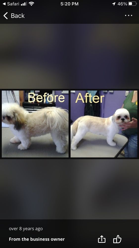 ALL PAWZ GROOMING Updated September 2024 28 Photos 302 E Brady St