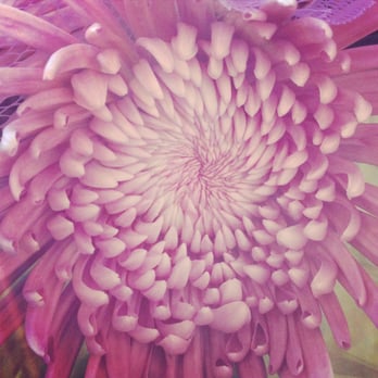 Chicago Flower Exchange - Florists Near Me - Chicago, Illinois