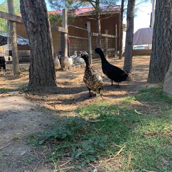 Sweet Valley Ranch - Ranches Near Me - Fayetteville, North Carolina