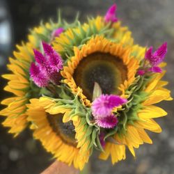Dobler Farms - Sunflowers