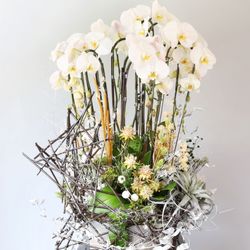 Albert N floral