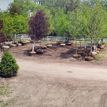 Fort Wayne Trees - Trees for Sale - Nurseries & Gardening Near Me - Columbia City, Indiana Fort Wayne Trees - Trees for Sale - Nurseries & Gardening Near Me - Columbia City, Indiana