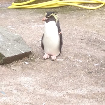 Edinburgh Zoo - Zoos Near Me - Edinburgh, EDH