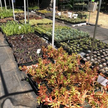 Morningsun Herb Farm - Nurseries & Gardening Near Me - Vacaville, California Morningsun Herb Farm - Nurseries & Gardening Near Me - Vacaville, California