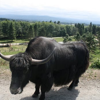Olympic Game Farm - Yak - very gentle at the Olympic Game Farm - Zoos Near Me - Sequim, Washington Olympic Game Farm - Yak - very gentle at the Olympic Game Farm - Zoos Near Me - Sequim, Washington