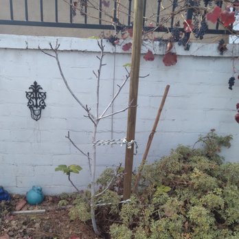 Ezra Tree Service - Tree braced. - Tree Services Near Me Ezra Tree Service - Tree braced. - Tree Services Near Me